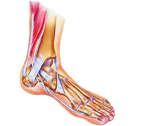 Ankle Pain - Florida Foot Ankle